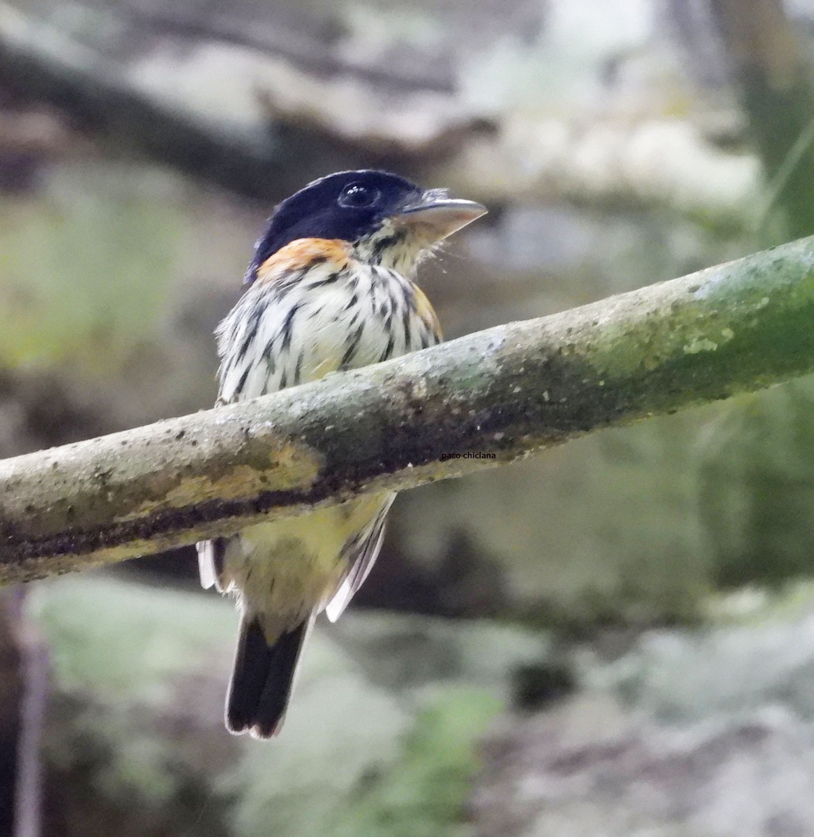 loboš červenoboký - ML646633735