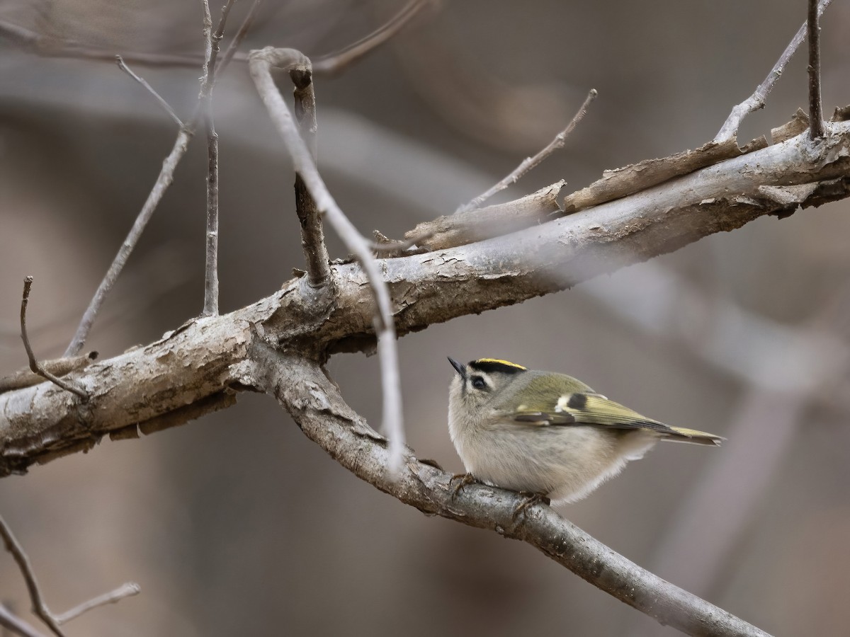 Золотомушка світлоброва - ML646633736