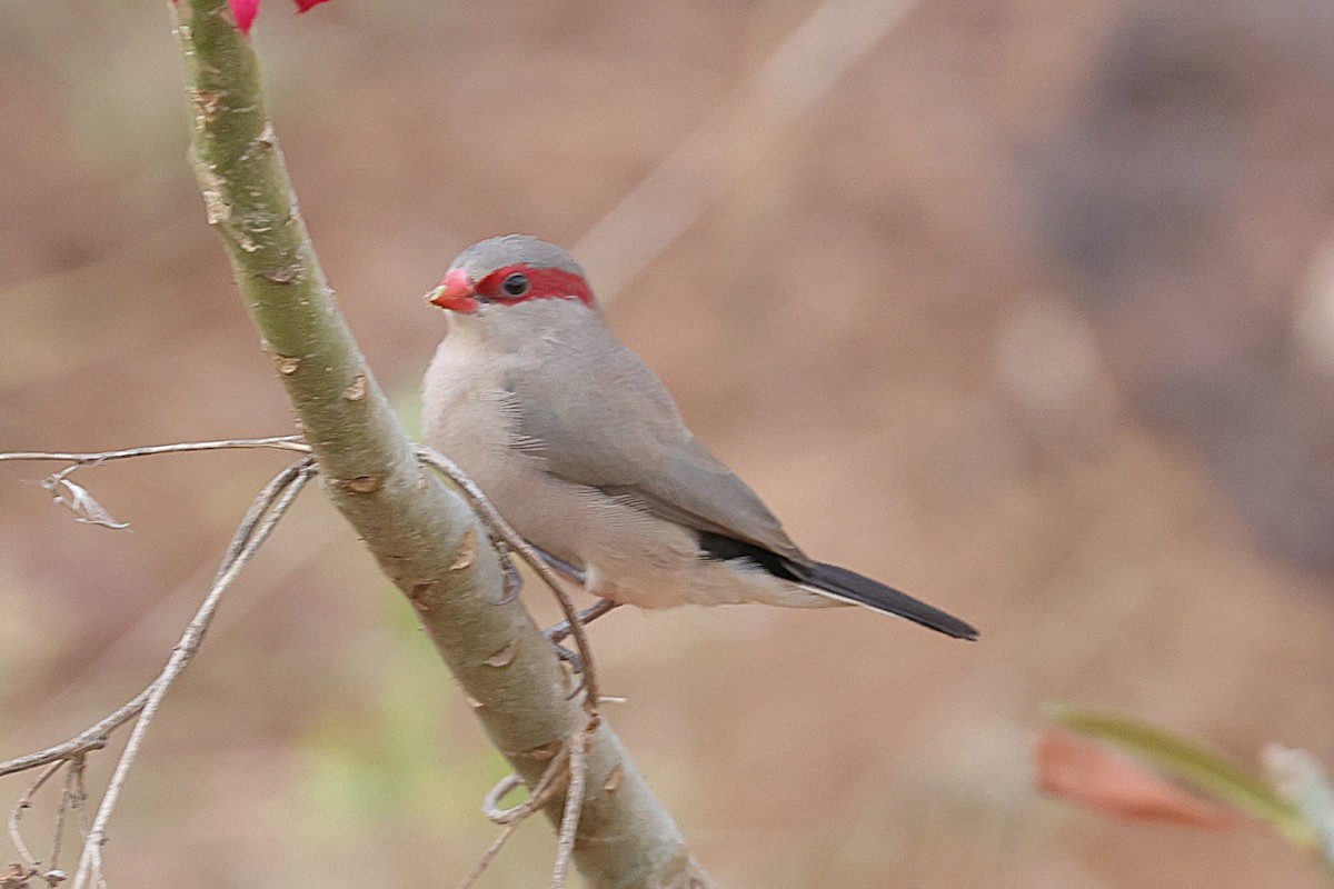 Серый астрильд - ML646633738