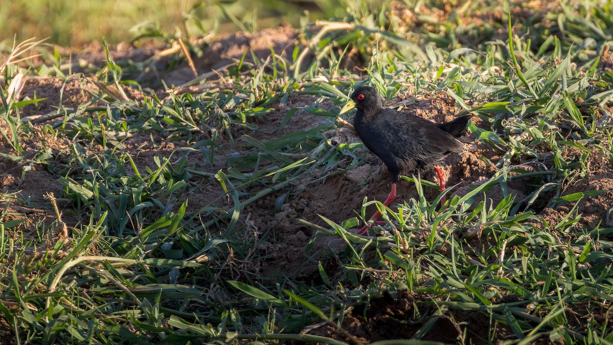 Black Crake - ML646633739