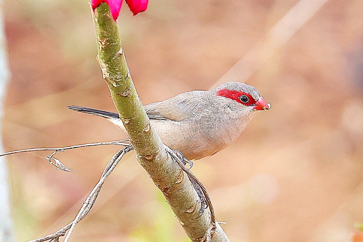 Серый астрильд - ML646633740