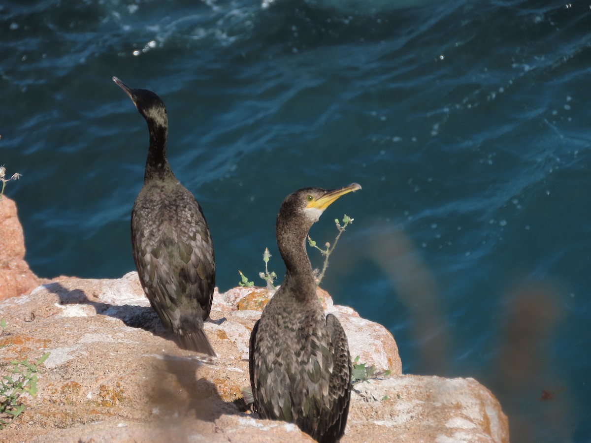 European Shag - ML646633741