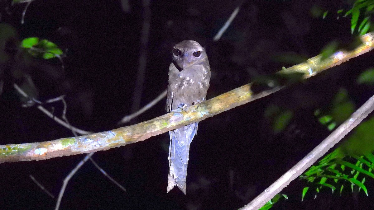 Marbled Frogmouth (Marbled) - ML646633742
