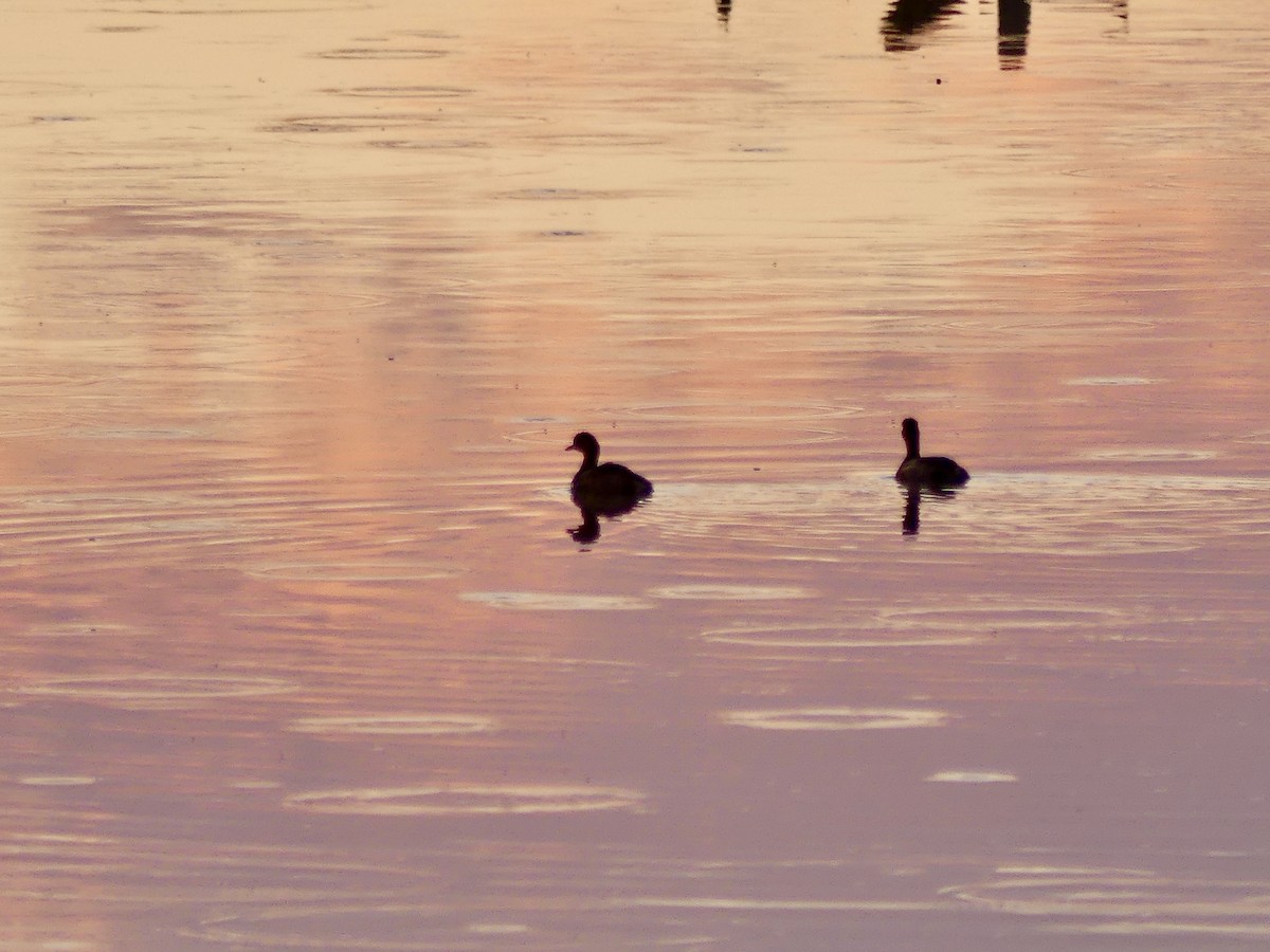 小鸊鷉(ruficollis群) - ML646633744