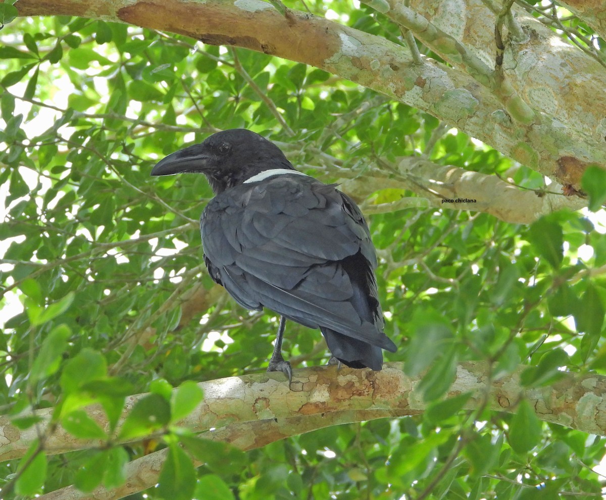 vrána černobílá - ML646633745