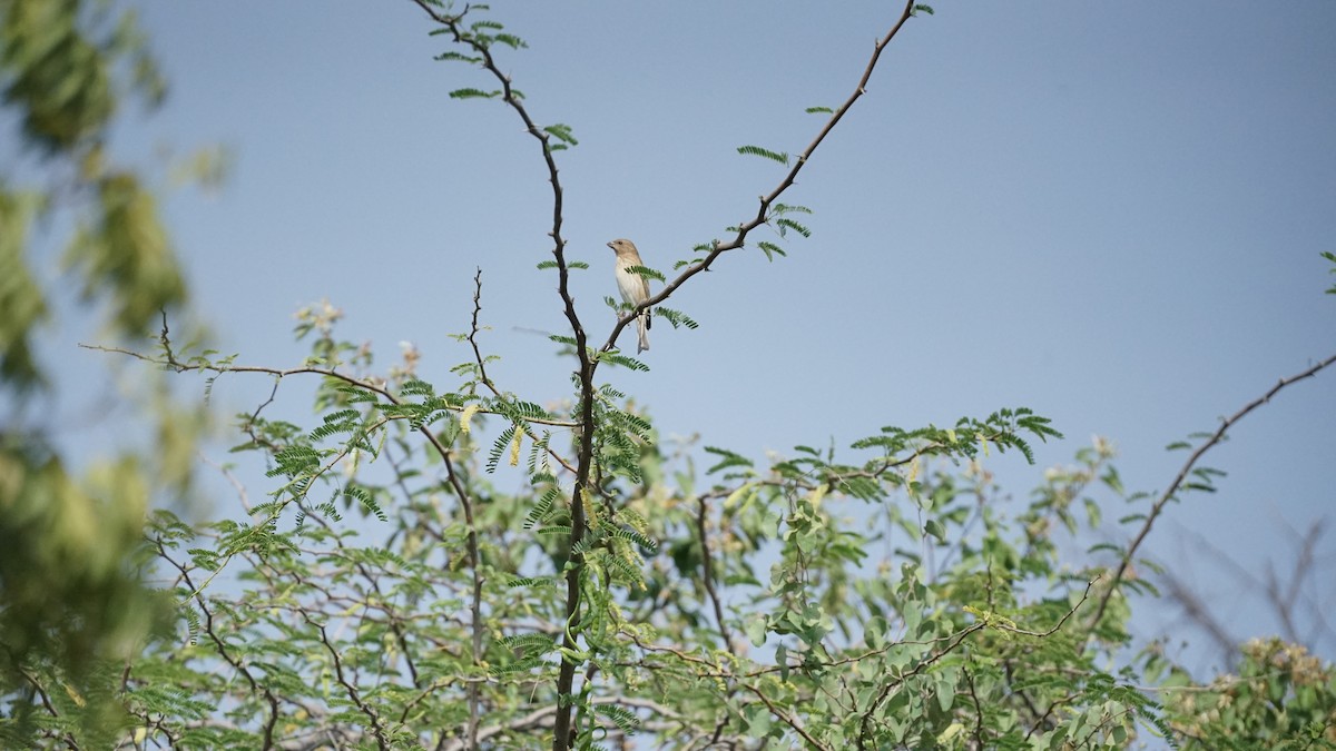 Common Rosefinch - ML646633746
