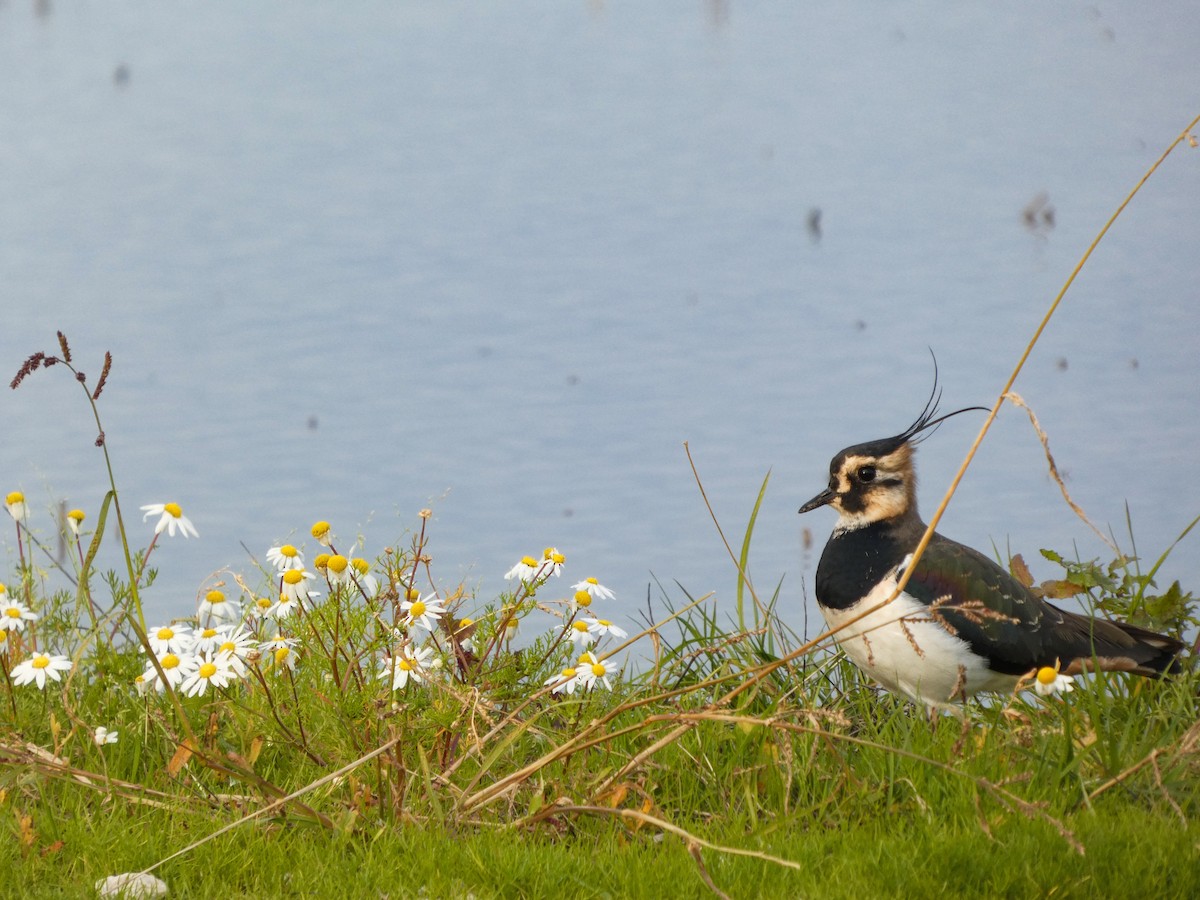 Northern Lapwing - ML646633748