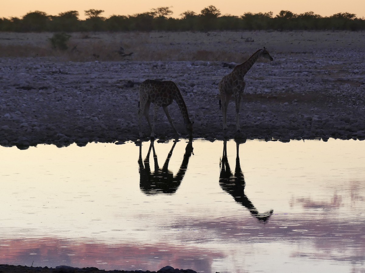 長頸鹿屬 - ML646633751