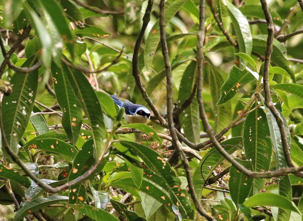 blekbrysttanagar - ML646633753