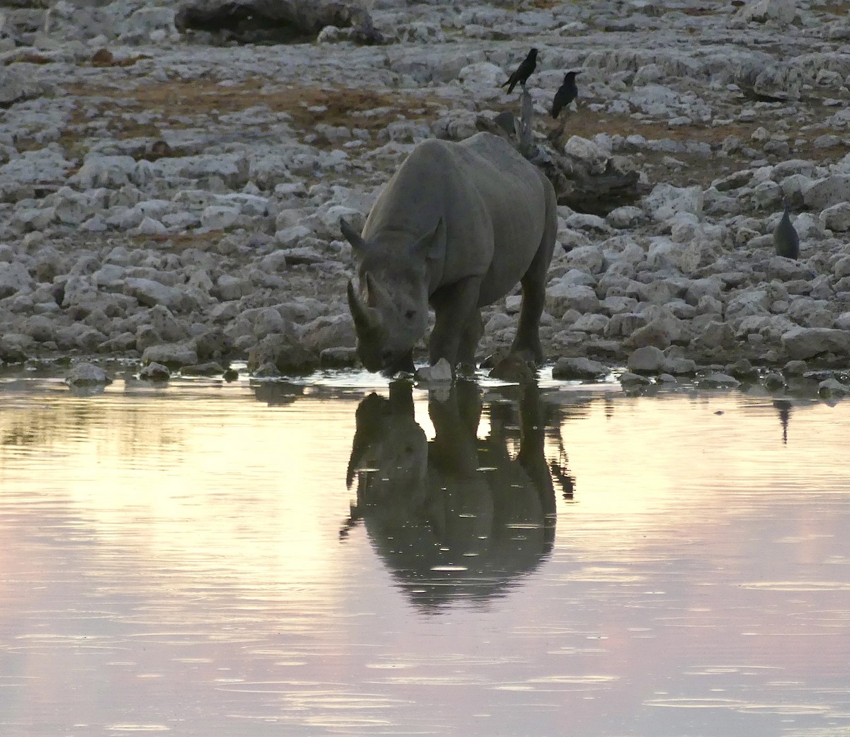 Southern Black Rhinoceros - ML646633754