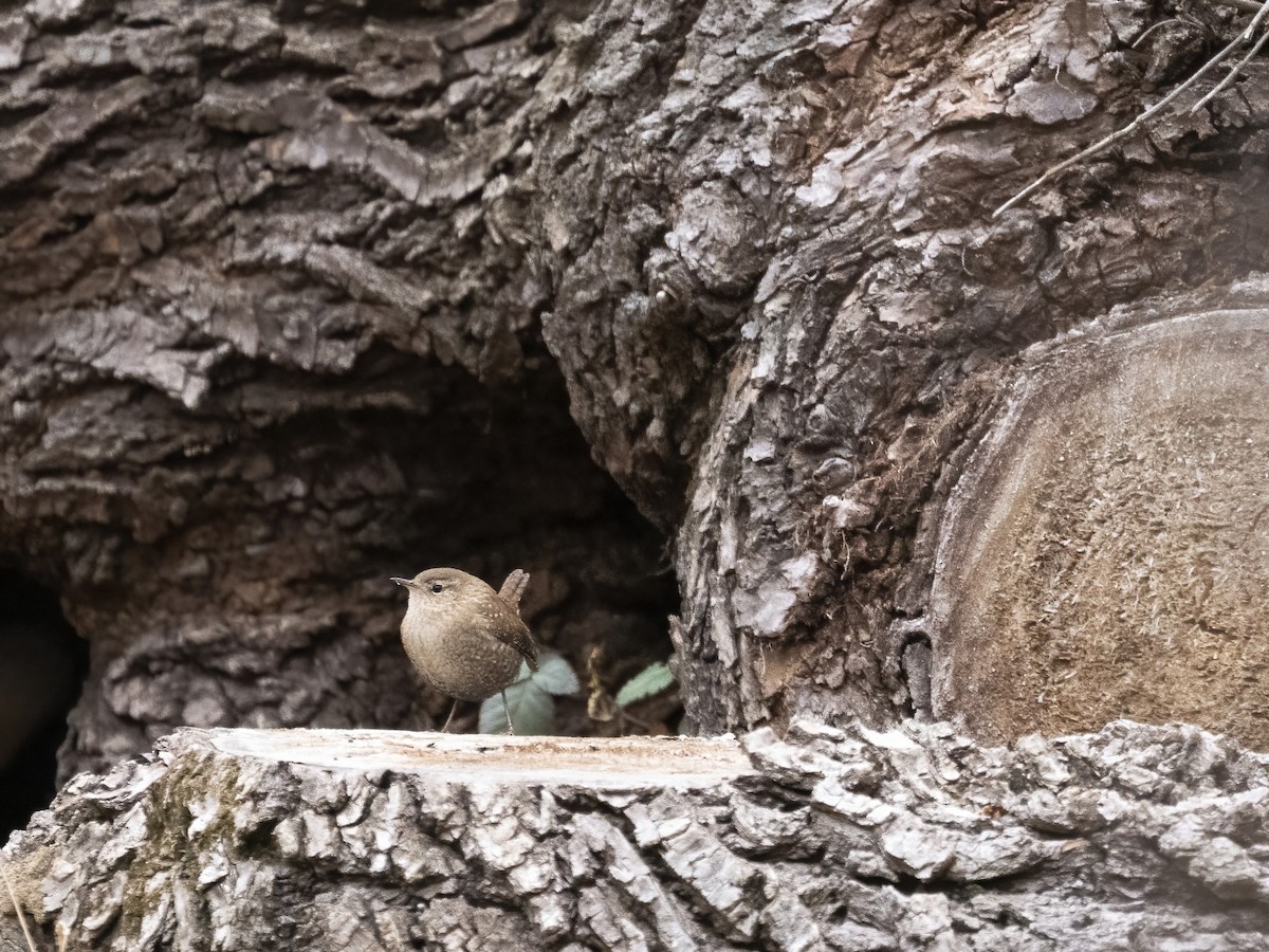 Волоочко канадське - ML646633756