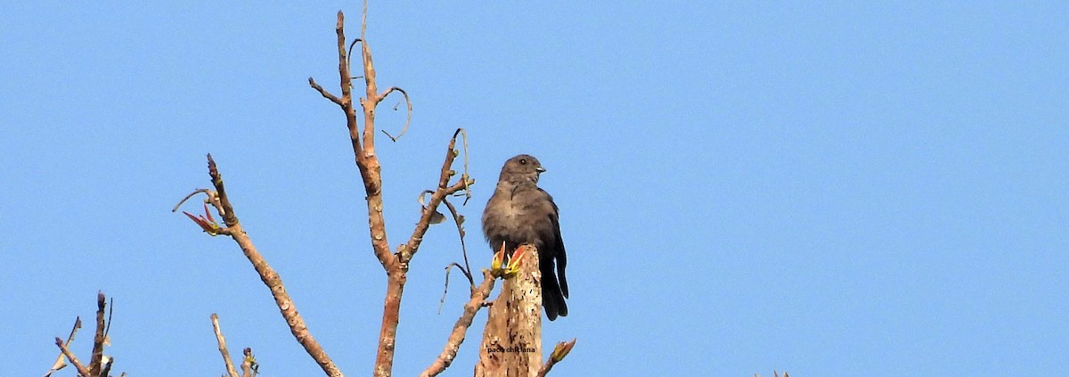 Ussher's Flycatcher - ML646633759