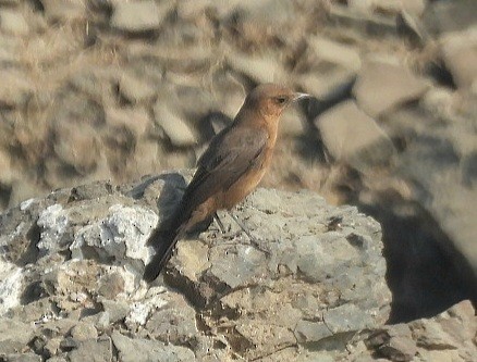 Brown Rock Chat - ML646633772