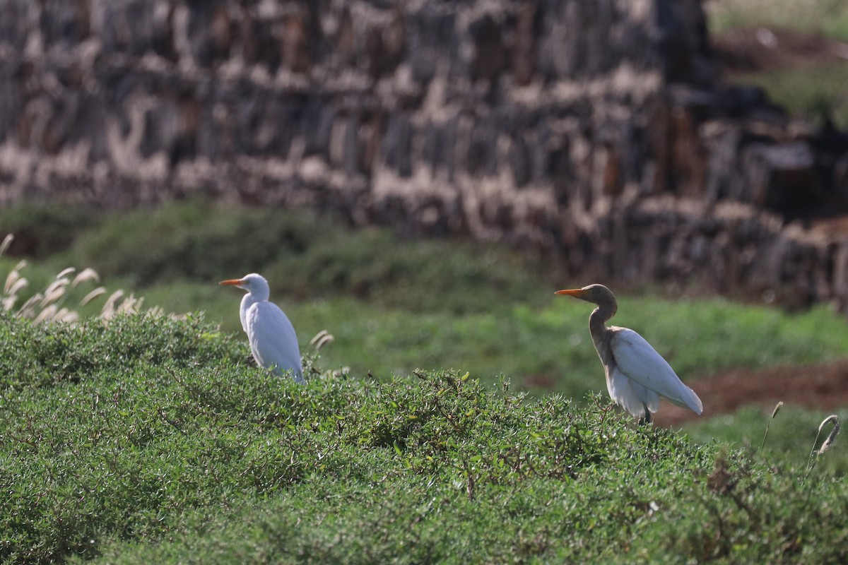 אנפית בקר מערבית - ML646633773