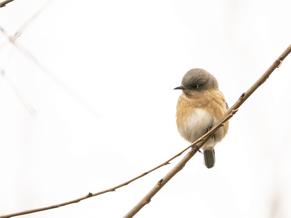 Блакитник східний - ML646633774