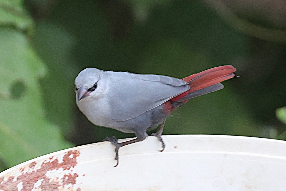 Краснохвостый астрильд - ML646633780