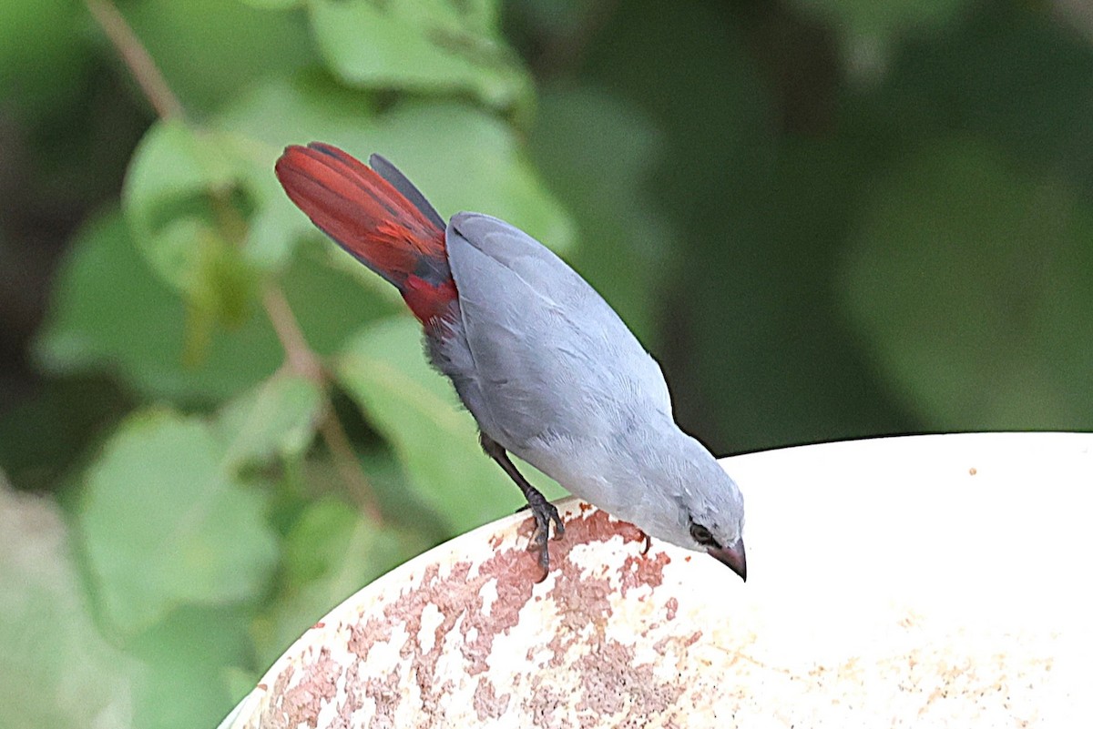 Краснохвостый астрильд - ML646633782