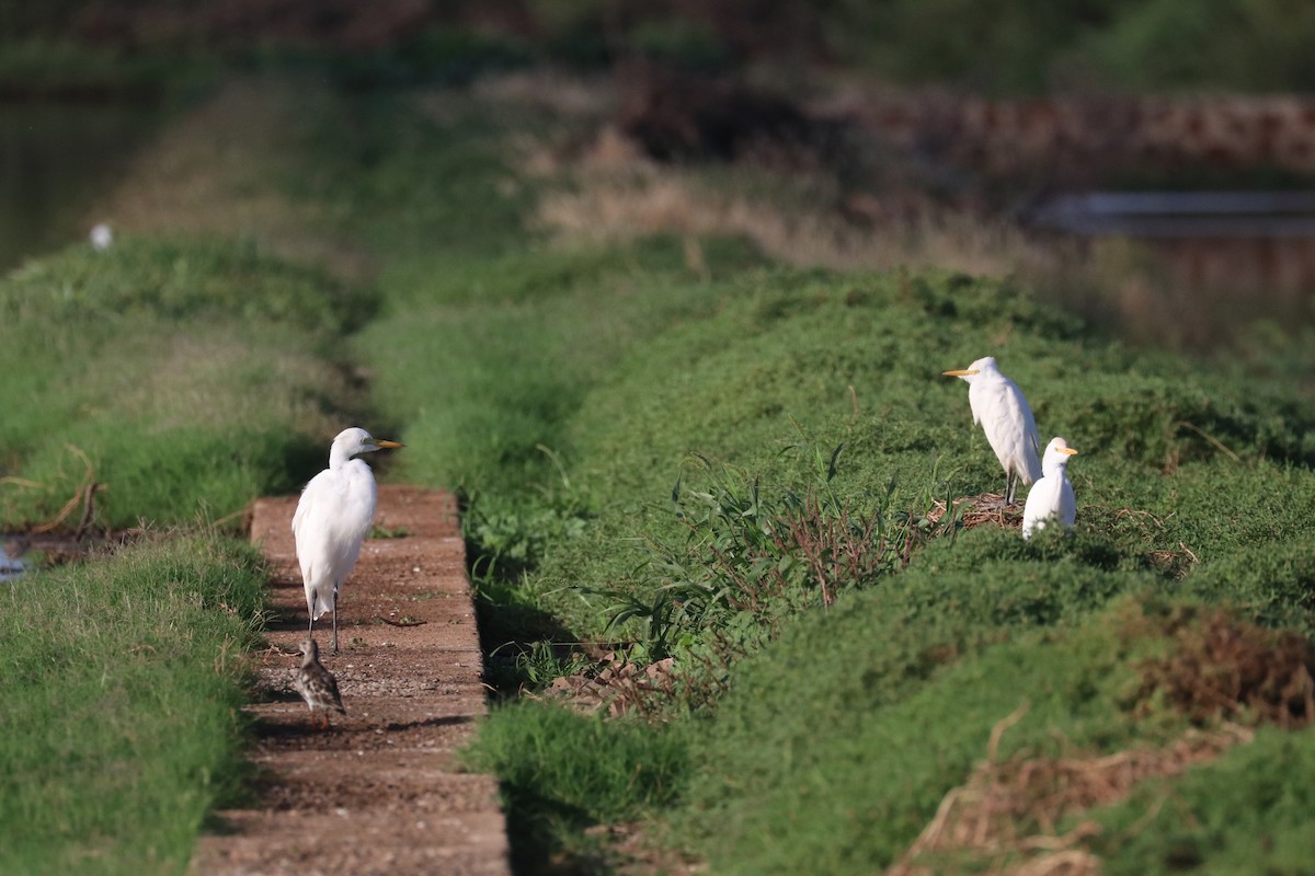 Yellow-billed Egret - ML646633786