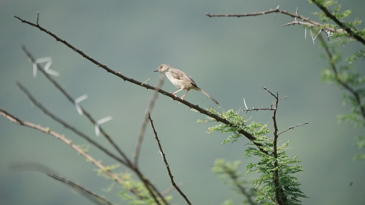 Jungle Prinia - ML646633789