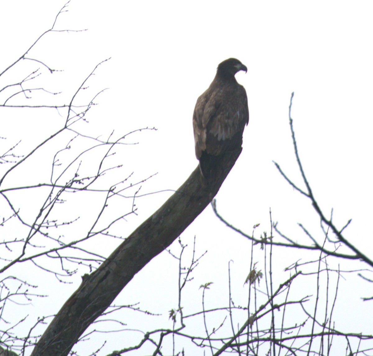 Pygargue à tête blanche - ML646633795