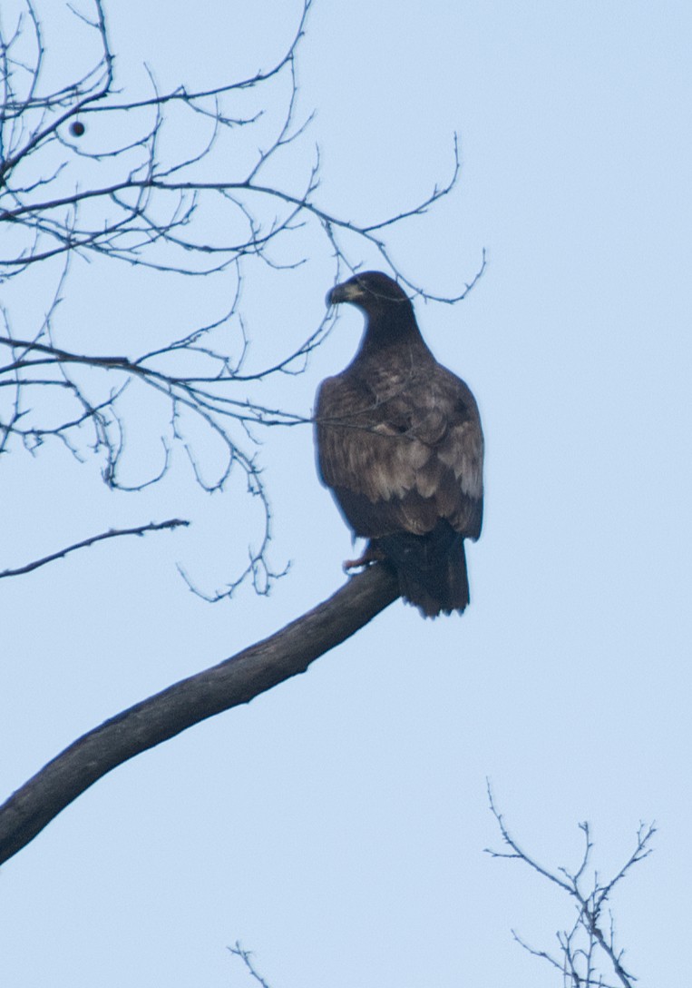 Pygargue à tête blanche - ML646633796