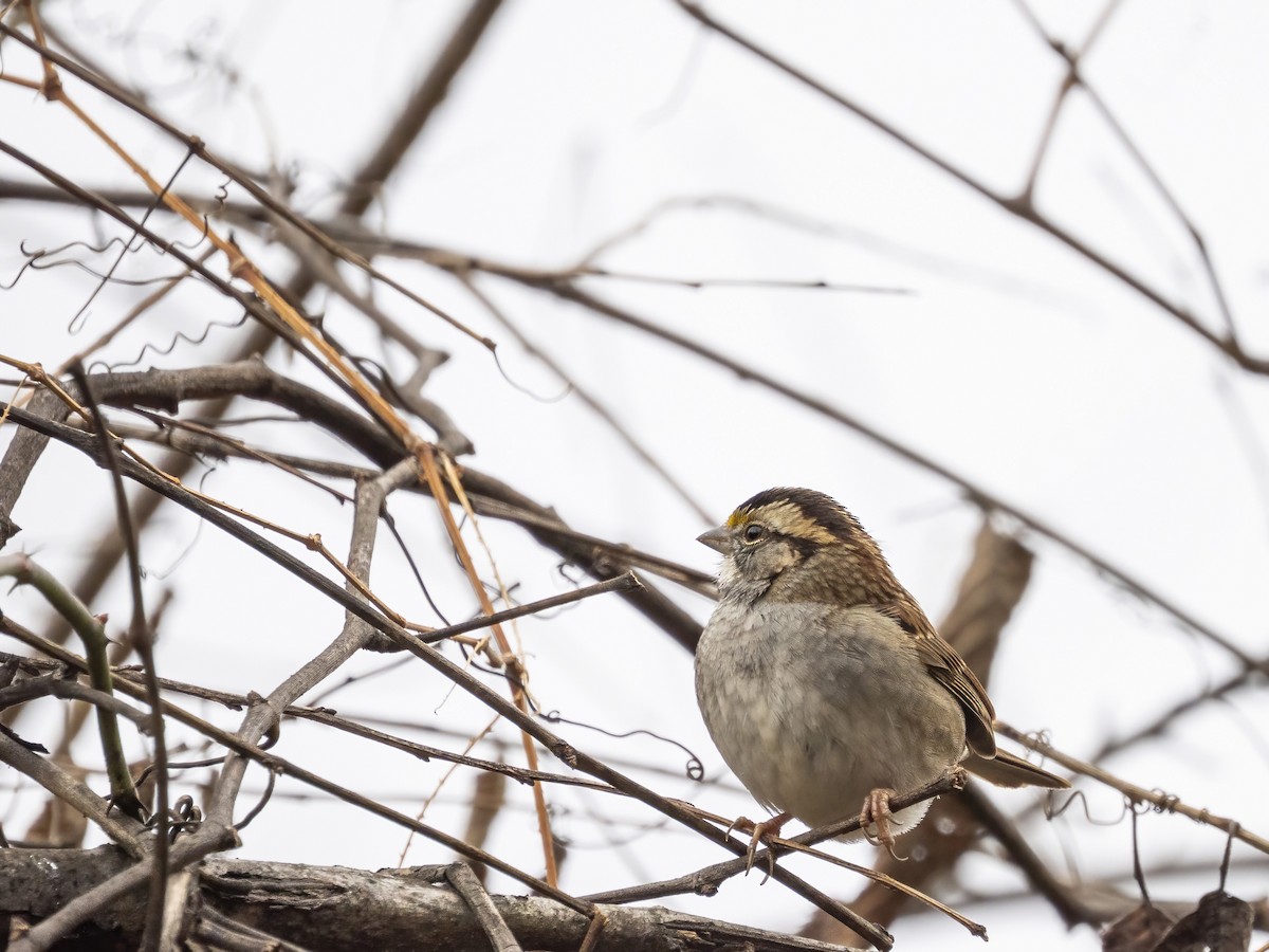 Бруант білогорлий - ML646633798