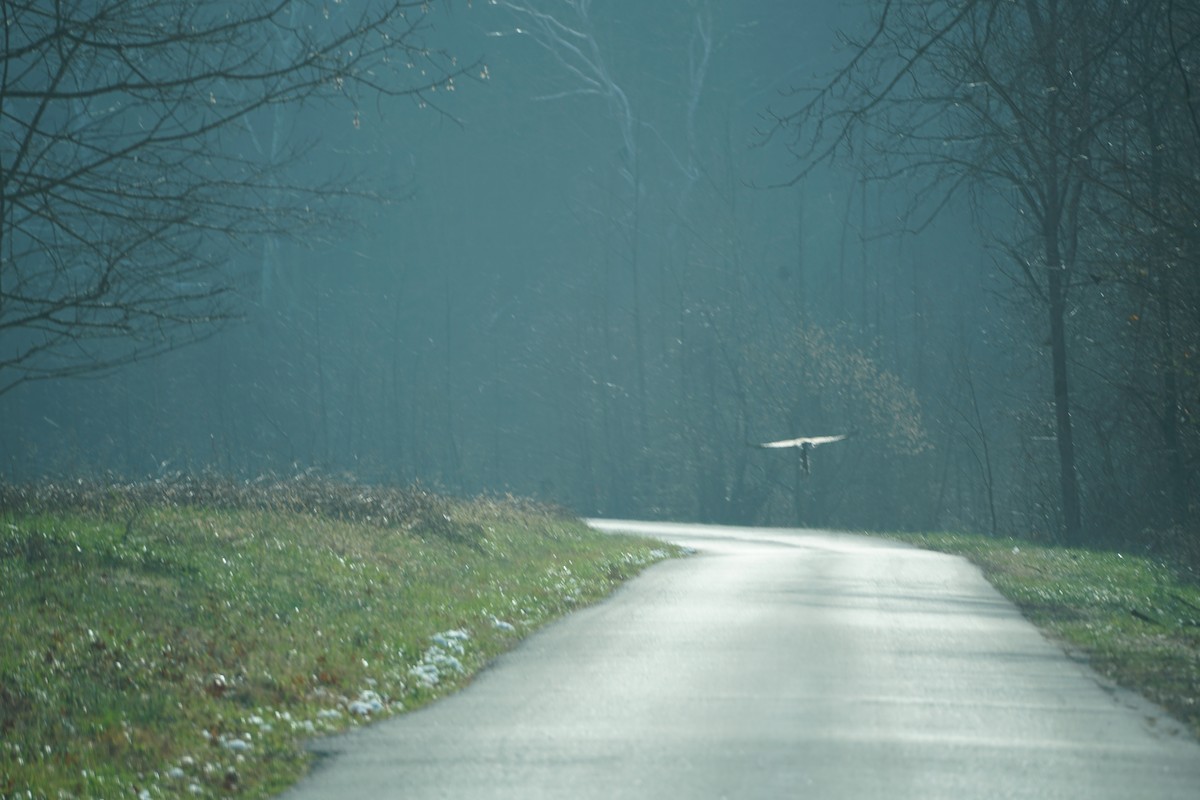 Pygargue à tête blanche - ML646633800