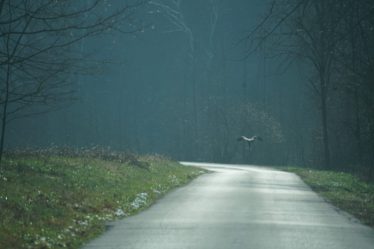 Pygargue à tête blanche - ML646633801