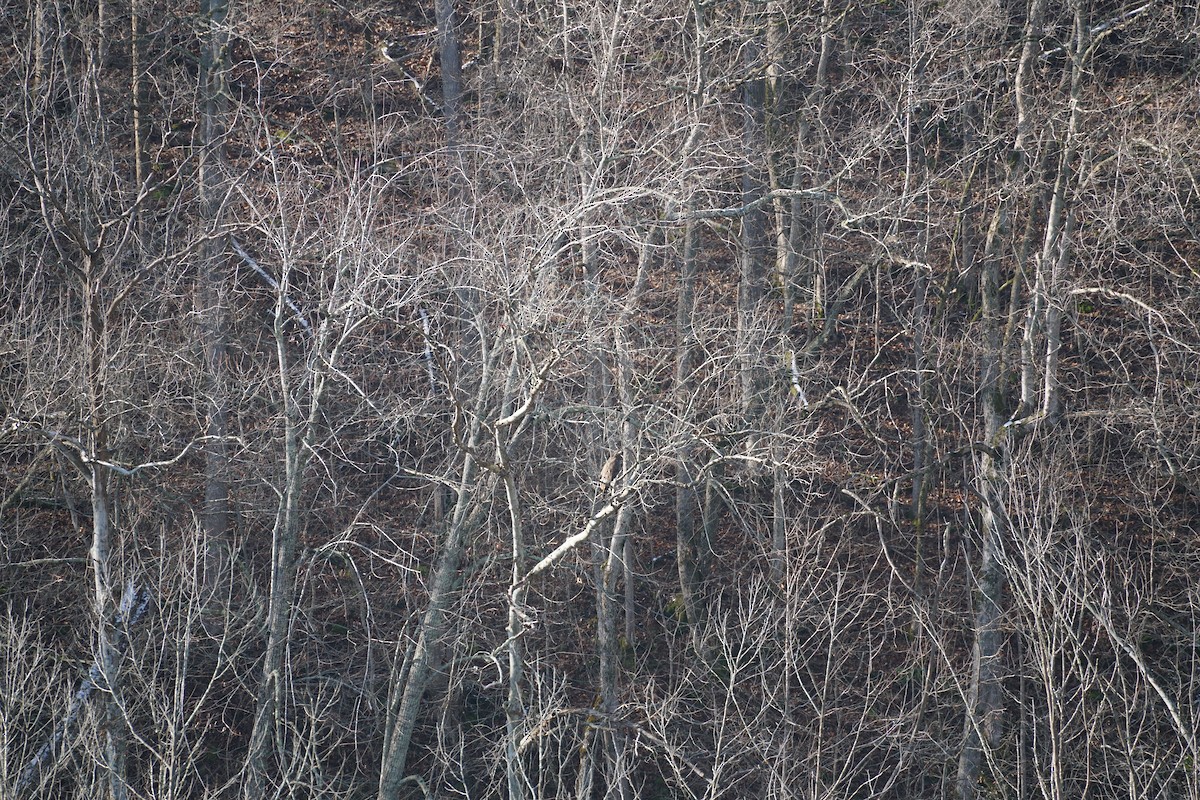 Pygargue à tête blanche - ML646633802