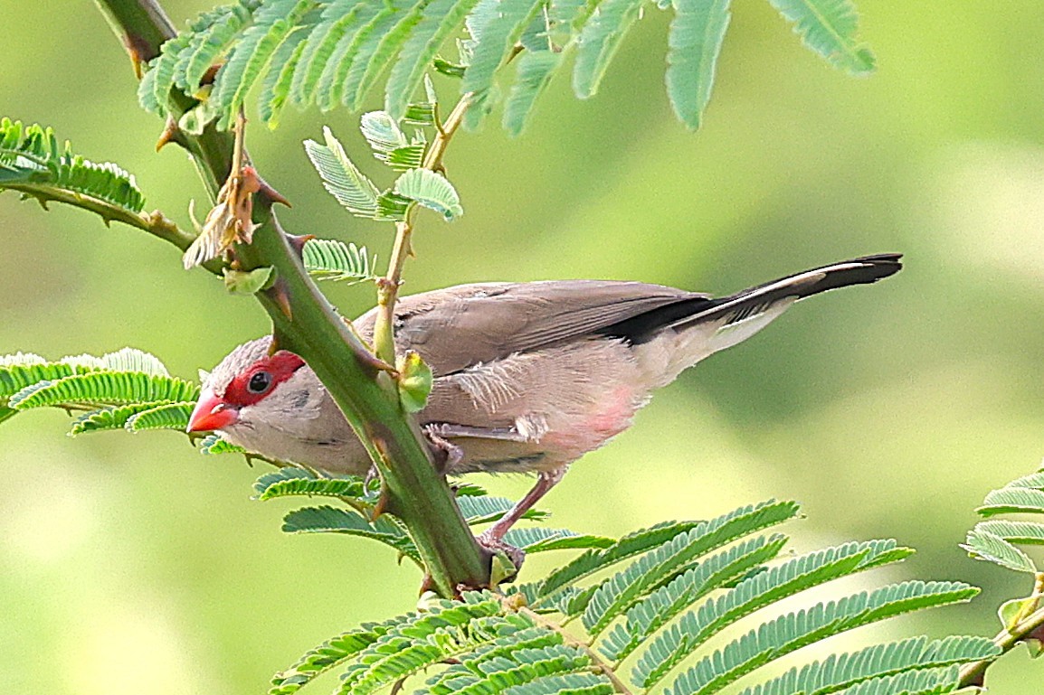 Серый астрильд - ML646633803