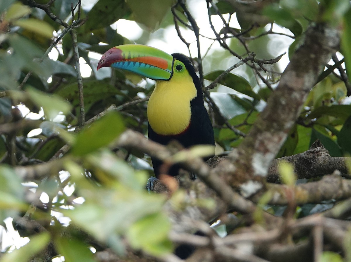 Fischertukan - ML646633804