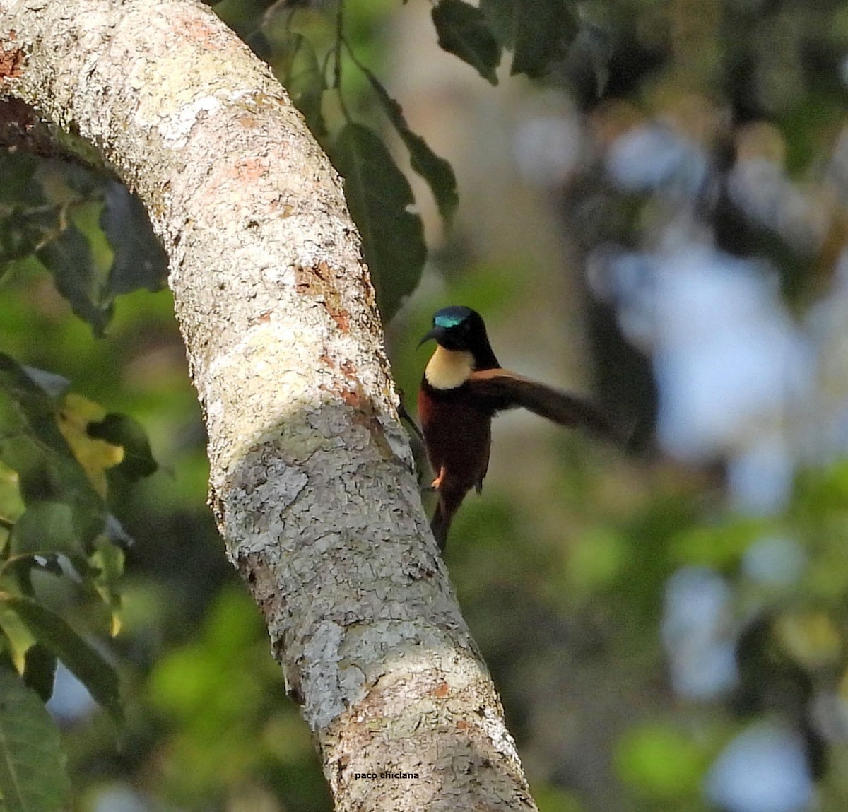 strdimil plavý - ML646633806