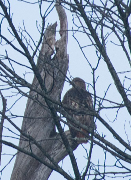 Red-tailed Hawk - ML646633808