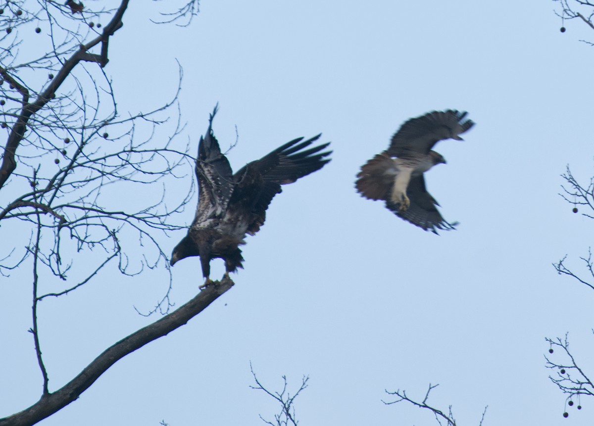 Red-tailed Hawk - ML646633809