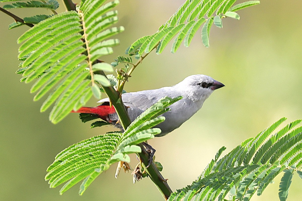 Краснохвостый астрильд - ML646633810
