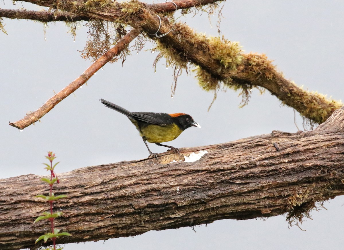 svartmaskekjerrspurv - ML646633825