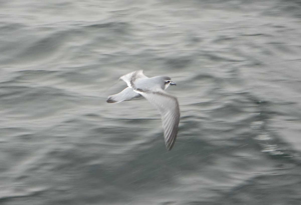 ナンキョククジラドリ - ML646633828