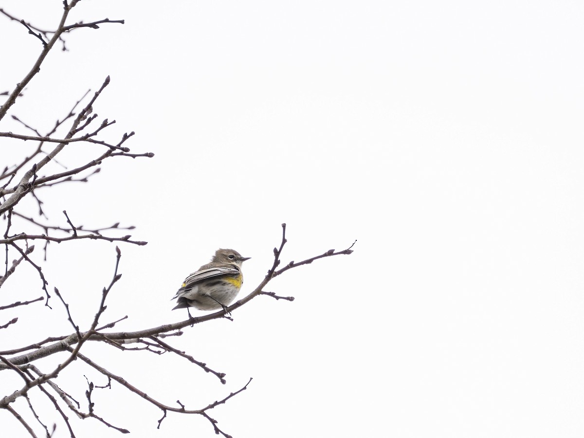 Пісняр-лісовик жовтогузий - ML646633829