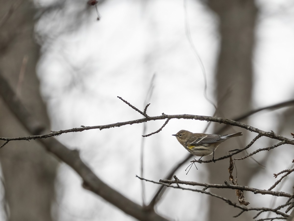 Пісняр-лісовик жовтогузий - ML646633830