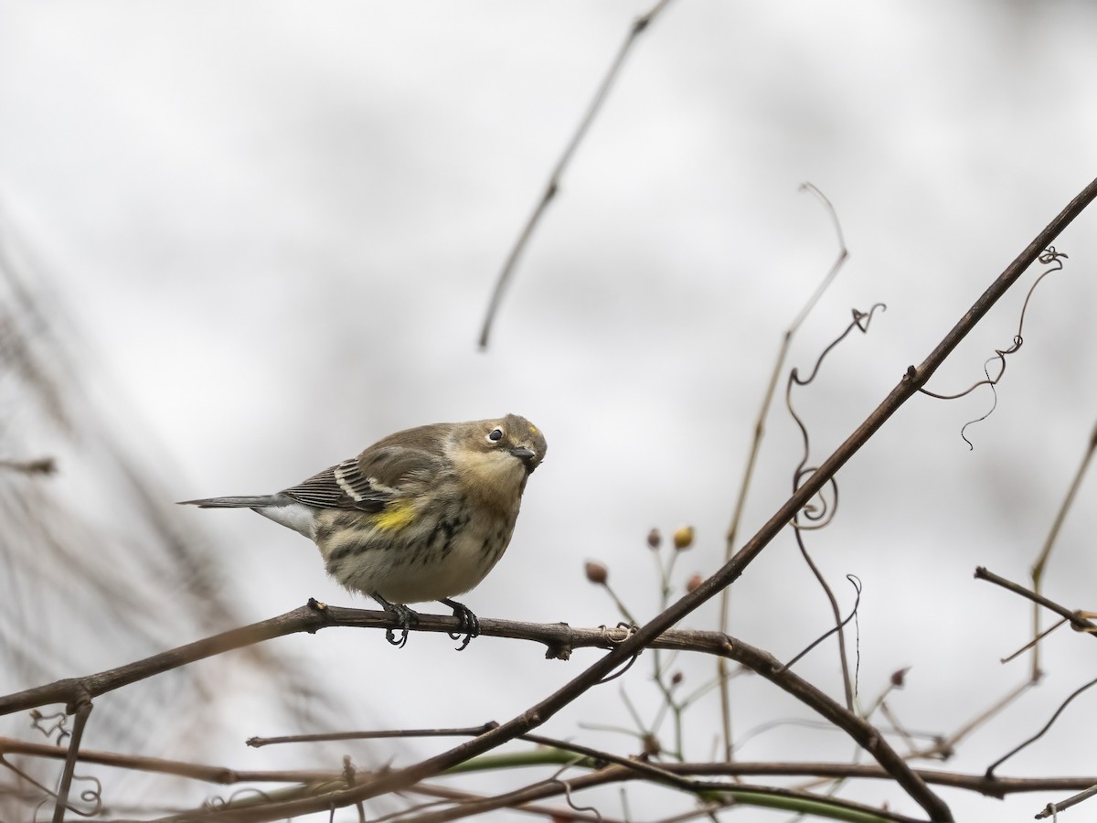 Пісняр-лісовик жовтогузий - ML646633831