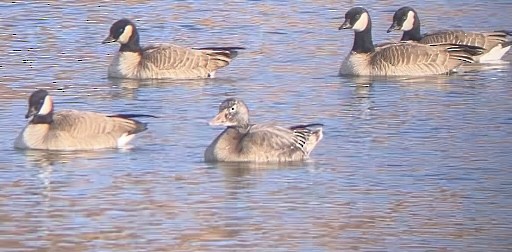 Snow Goose - ML646633832