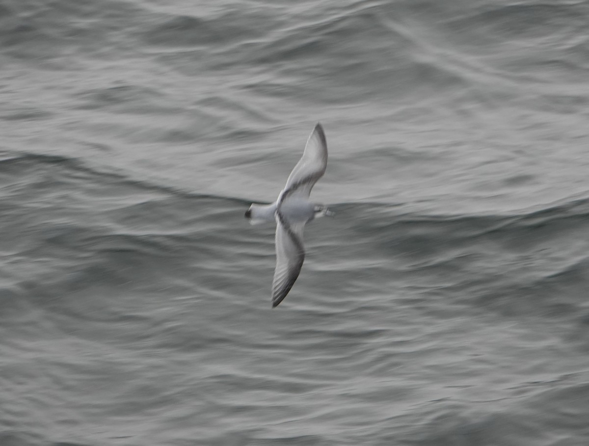 ナンキョククジラドリ - ML646633835