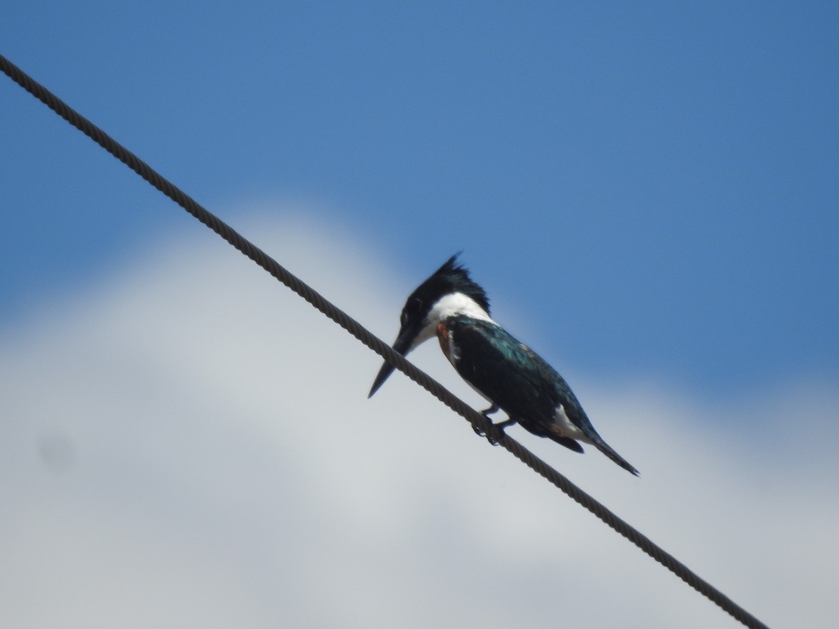 Amazonasfischer - ML646633837