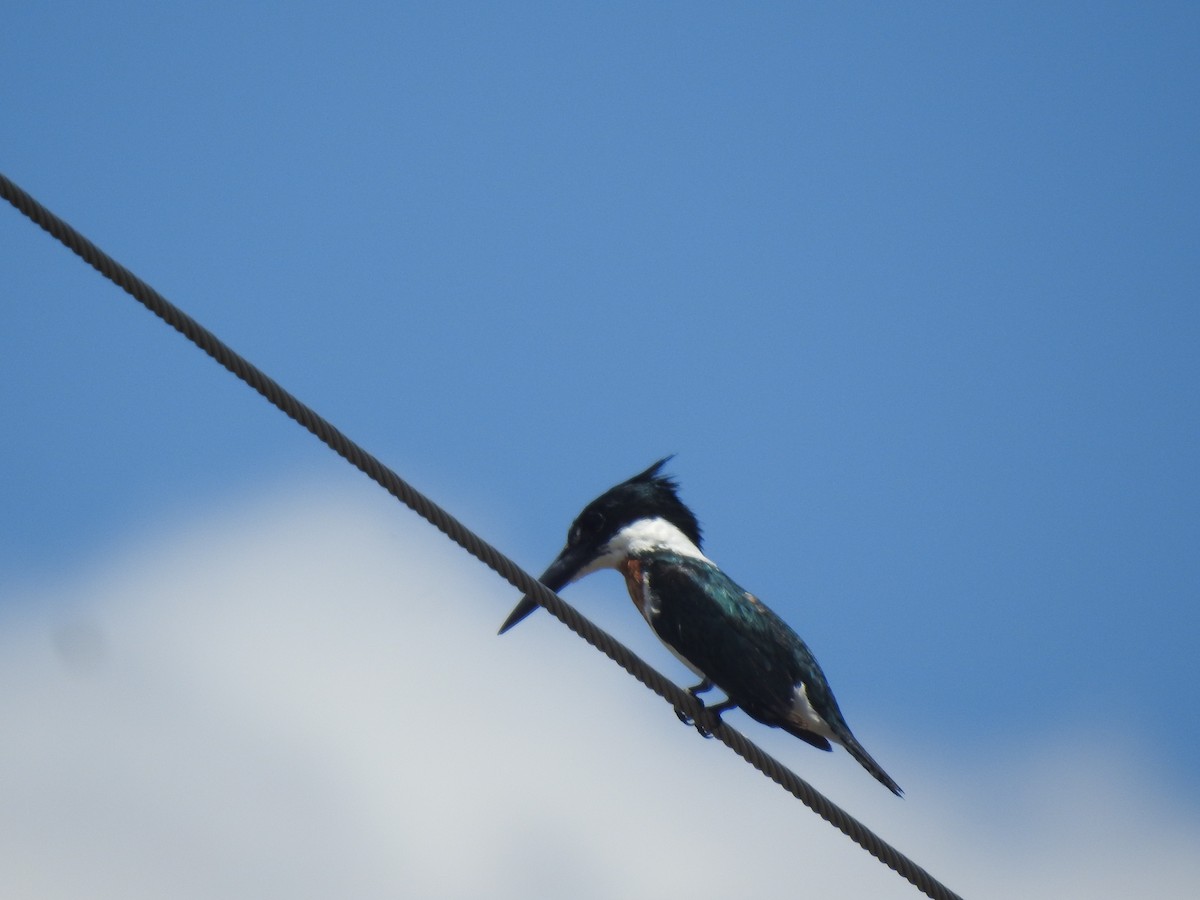 Amazonasfischer - ML646633838