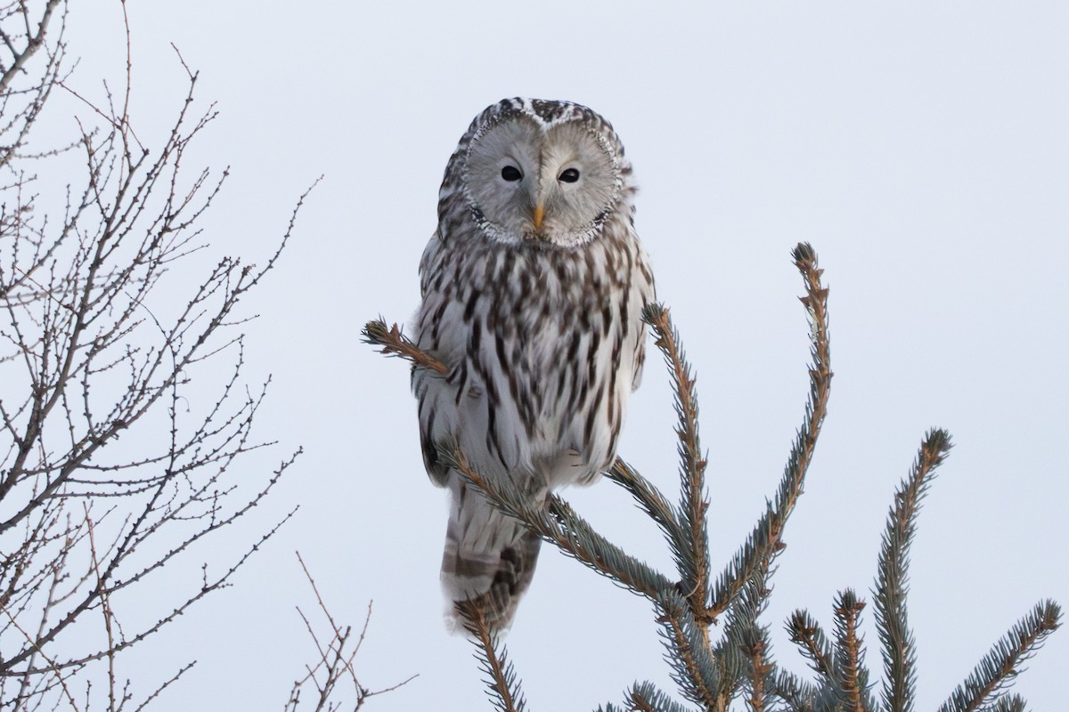 Ural Owl - ML646633840