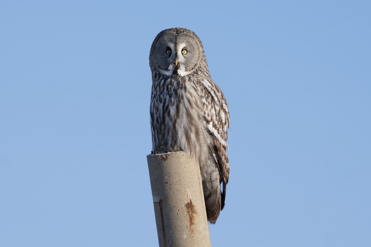 Great Gray Owl - ML646633845