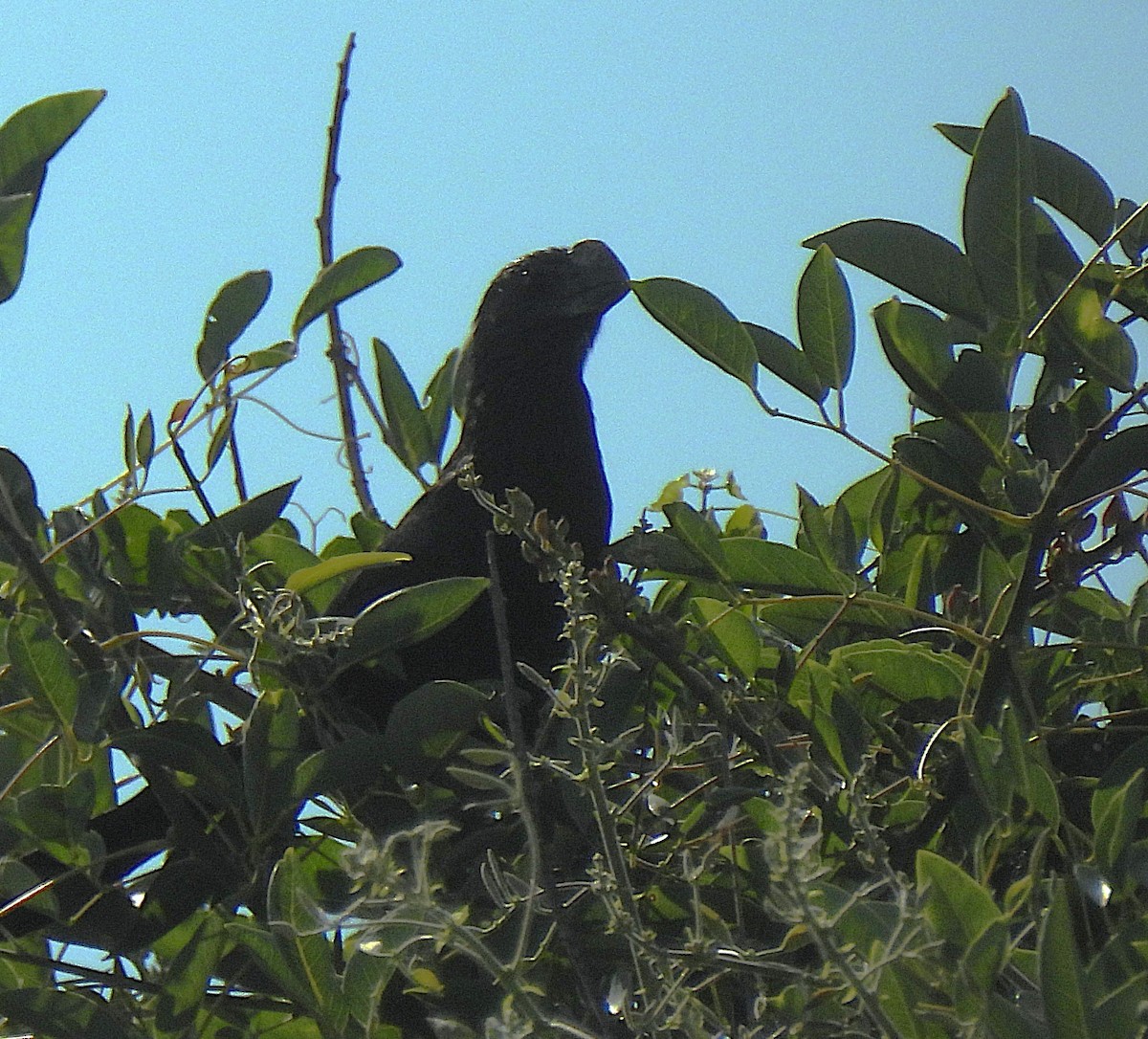 Smooth-billed Ani - ML646633849