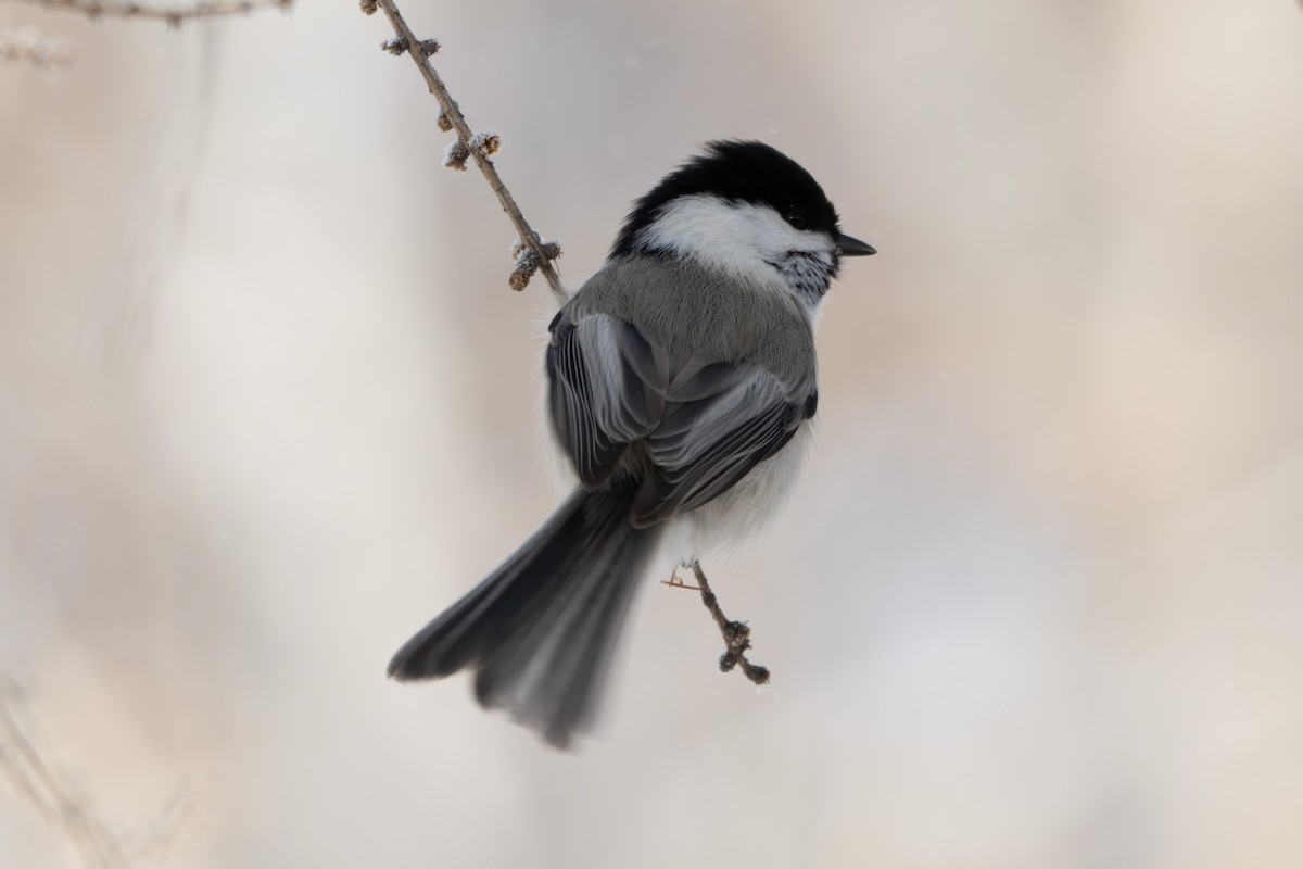 Willow Tit - ML646633850
