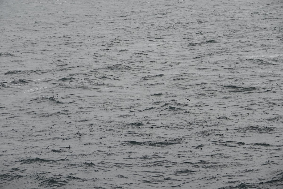 ナンキョククジラドリ - ML646633852