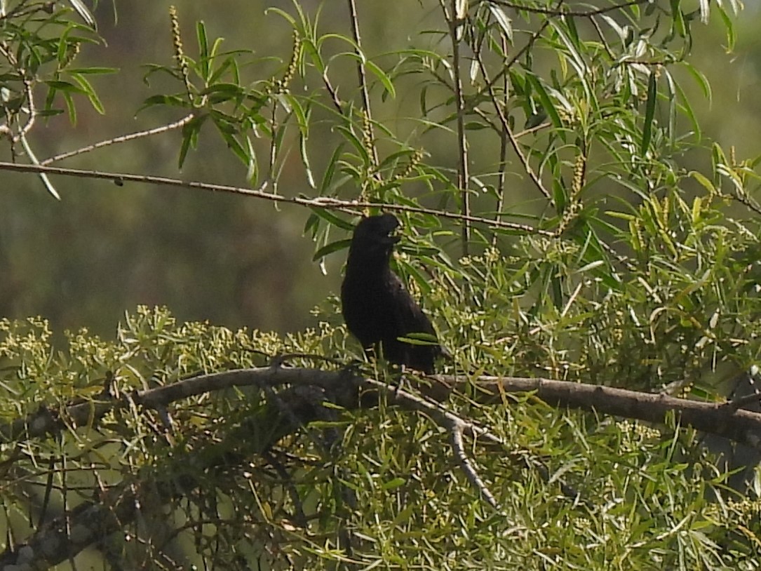 Smooth-billed Ani - ML646633859